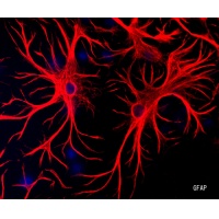 抗神経マーカー抗体 NEURONAL MARKER ANTIBODY  NET